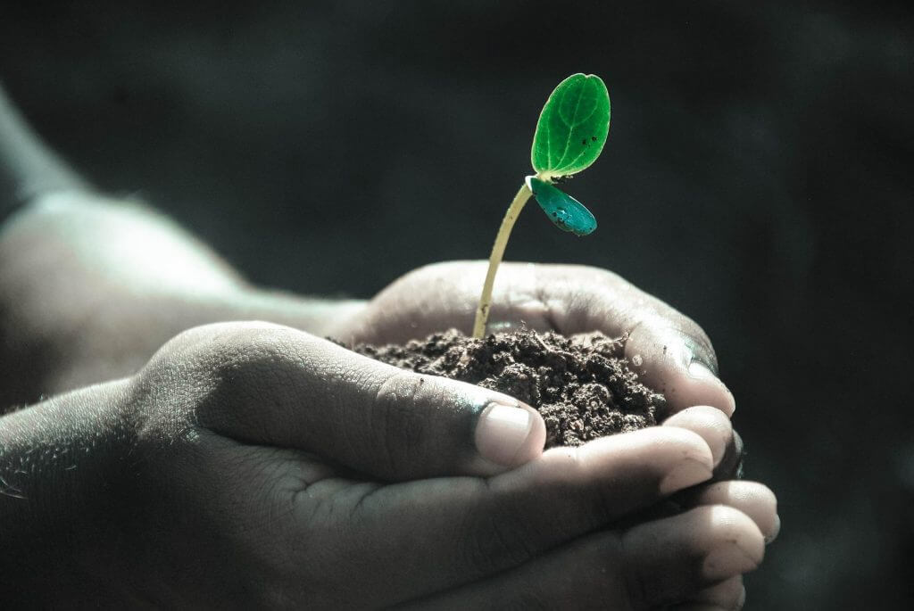 Investment seed